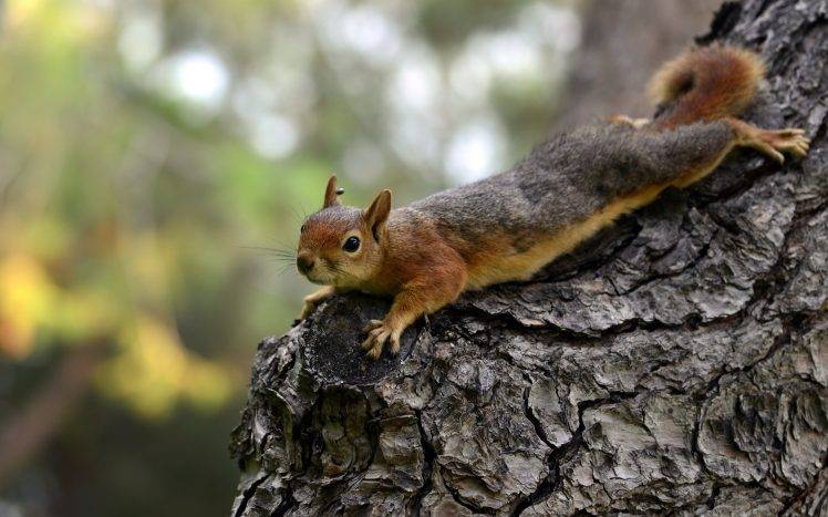 animals, Mammals, Squirrel HD Wallpaper Desktop Background