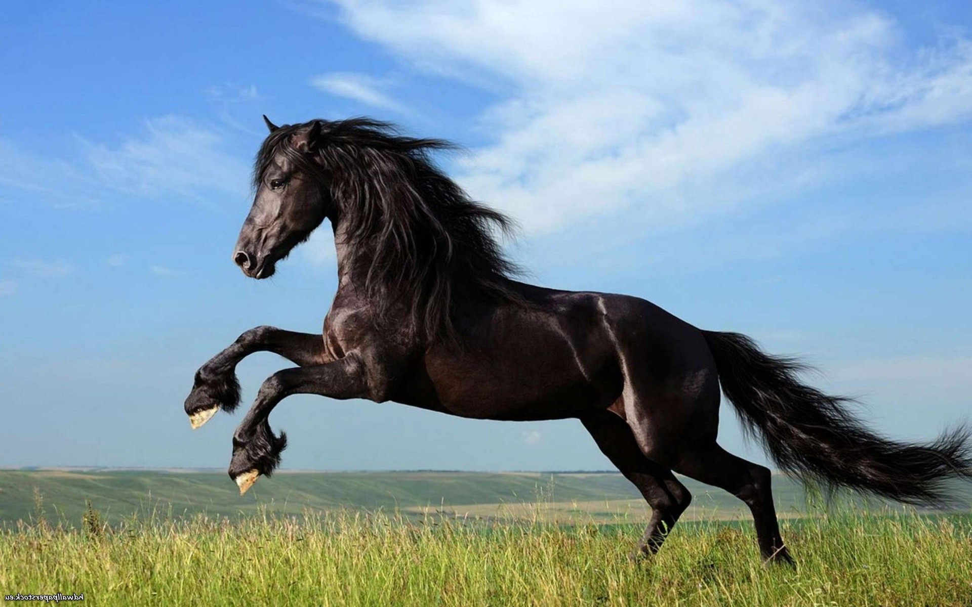 animals, Horse, Dark Horse Wallpapers HD / Desktop and ...