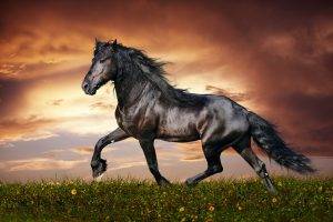 animals, Horse, Dark Horse
