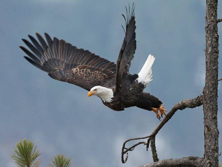 nature, Birds, Eagle, Fly HD Wallpaper Desktop Background
