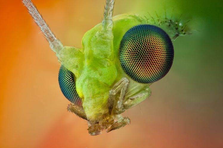 macro, Animals, Insect HD Wallpaper Desktop Background