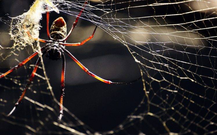 macro, Animals, Spider HD Wallpaper Desktop Background