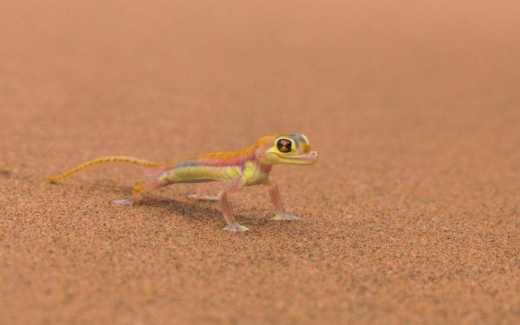 animals, Lizards, Reptile HD Wallpaper Desktop Background