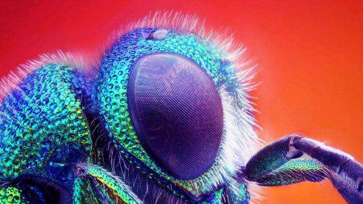 macro, Animals, Insect HD Wallpaper Desktop Background