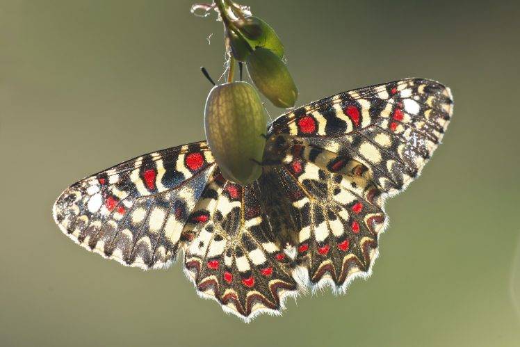animals, Macro, Lepidoptera HD Wallpaper Desktop Background