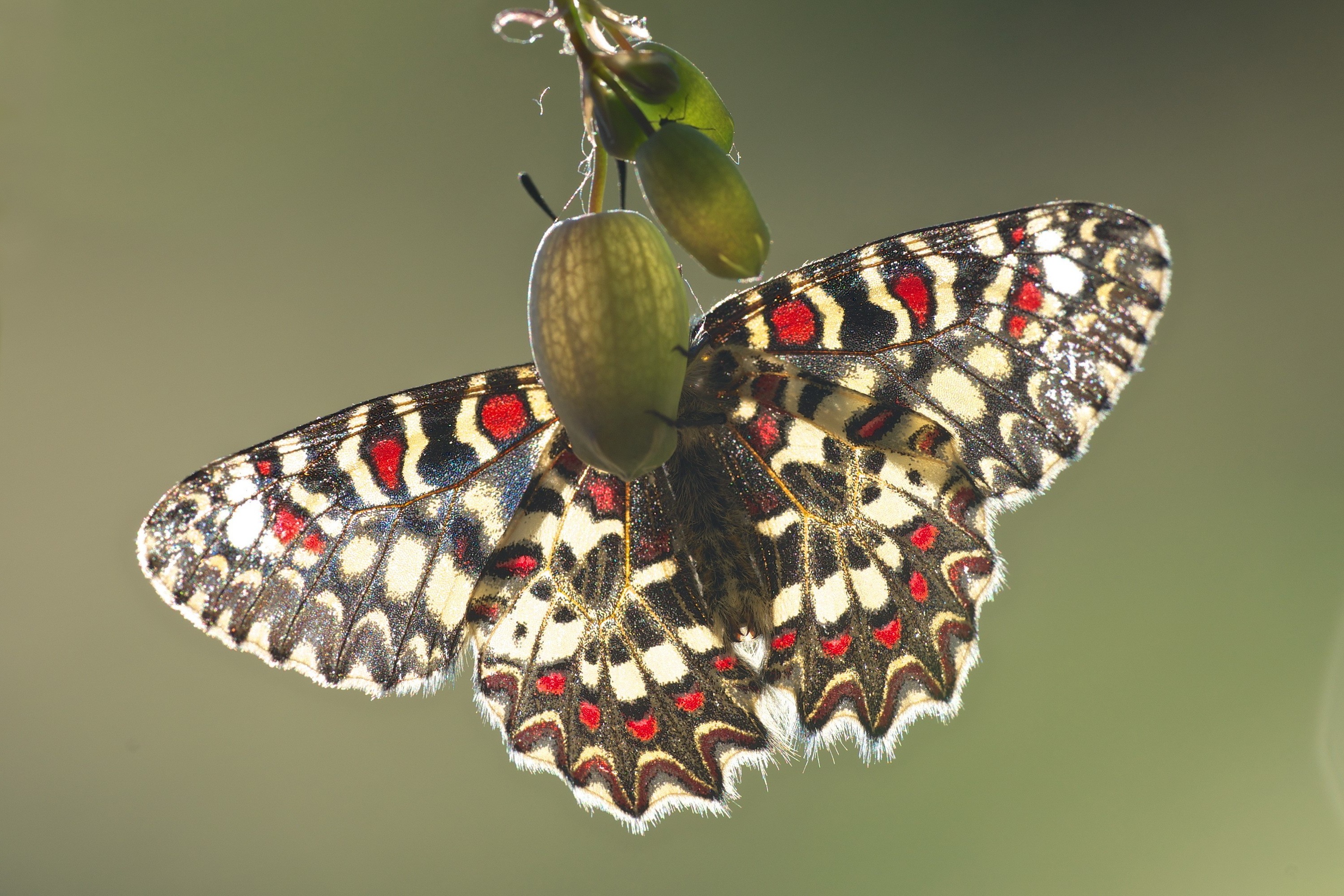 animals, Macro, Lepidoptera Wallpaper