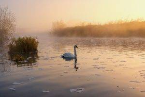 birds, Swans, Lake