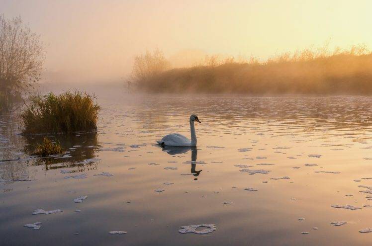 birds, Swans, Lake HD Wallpaper Desktop Background