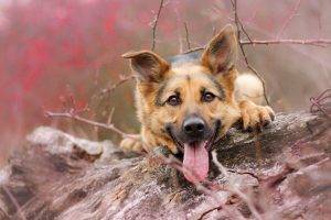 dog, Animals, Tongues, German Shepherd