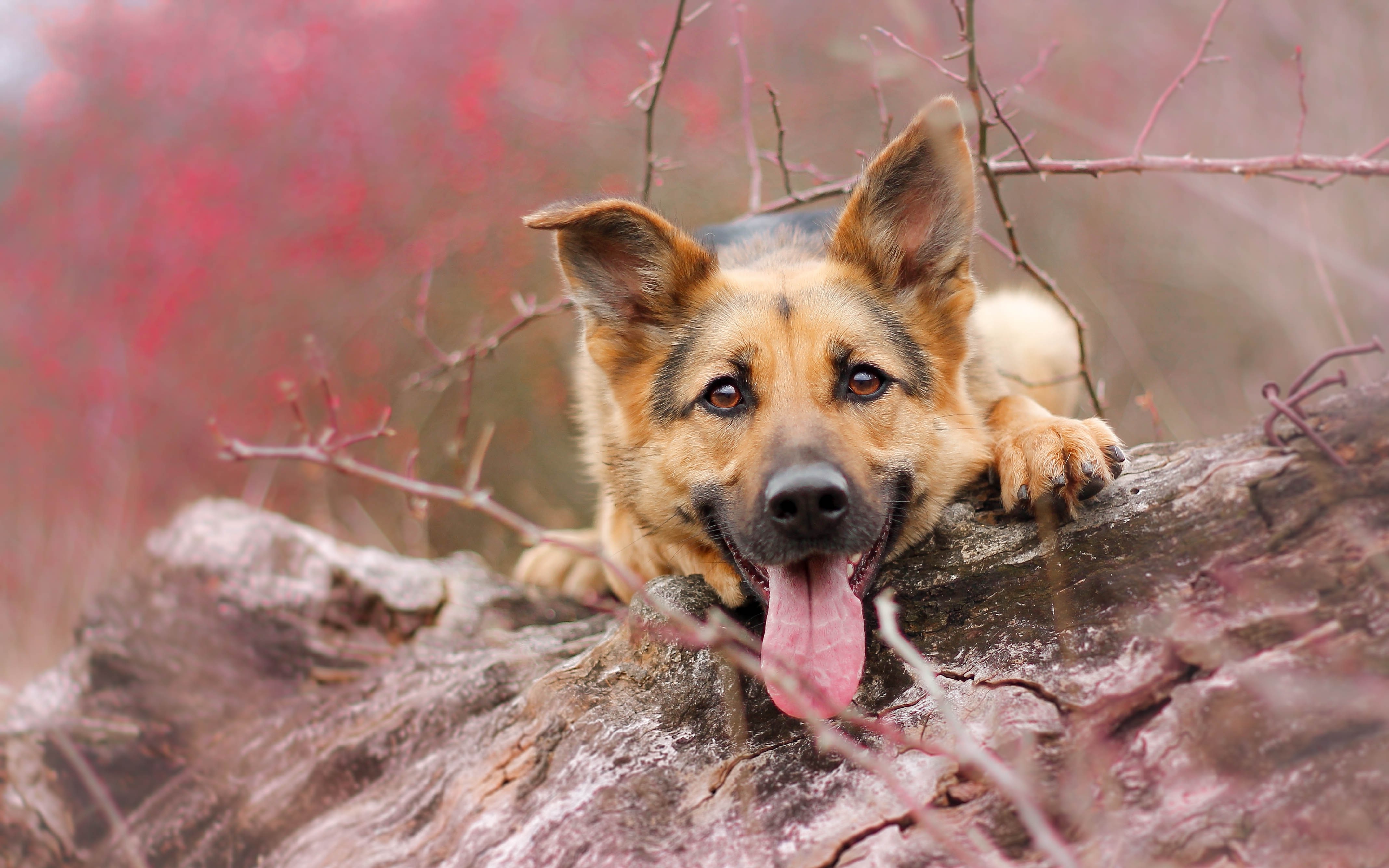 природа животные собака деревья язык бесплатно
