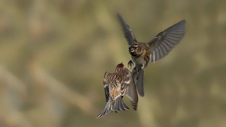 nature, Birds, Fly HD Wallpaper Desktop Background
