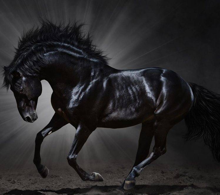 animals, Horse HD Wallpaper Desktop Background