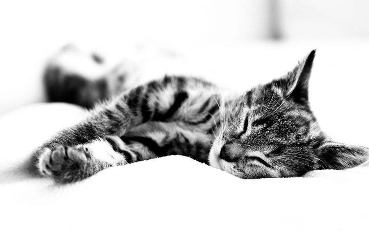 animals, Cat, Photography HD Wallpaper Desktop Background