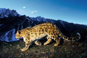 nature, Landscape, Mountain, Animals, Leopard