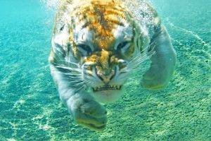 animals, Tiger, Underwater