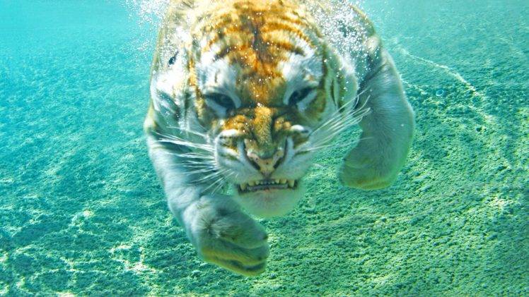 animals, Tiger, Underwater HD Wallpaper Desktop Background