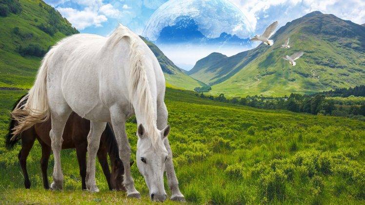nature, Animals, Birds, Horse HD Wallpaper Desktop Background