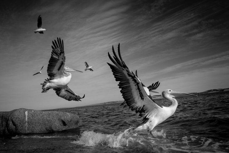 animals, Birds, Nature, Sea HD Wallpaper Desktop Background