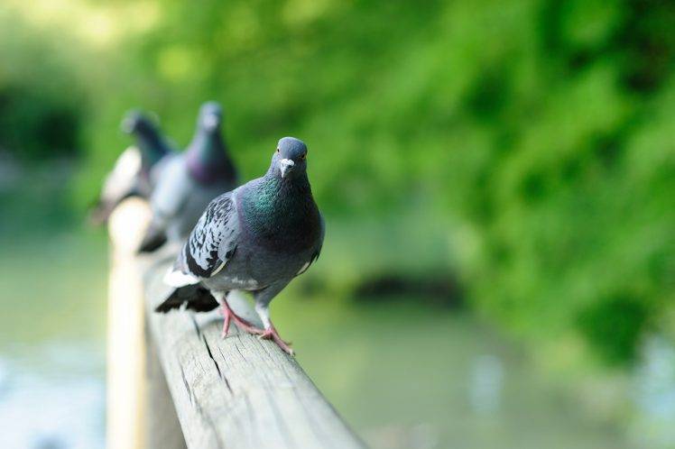 photography, Animals, Birds HD Wallpaper Desktop Background