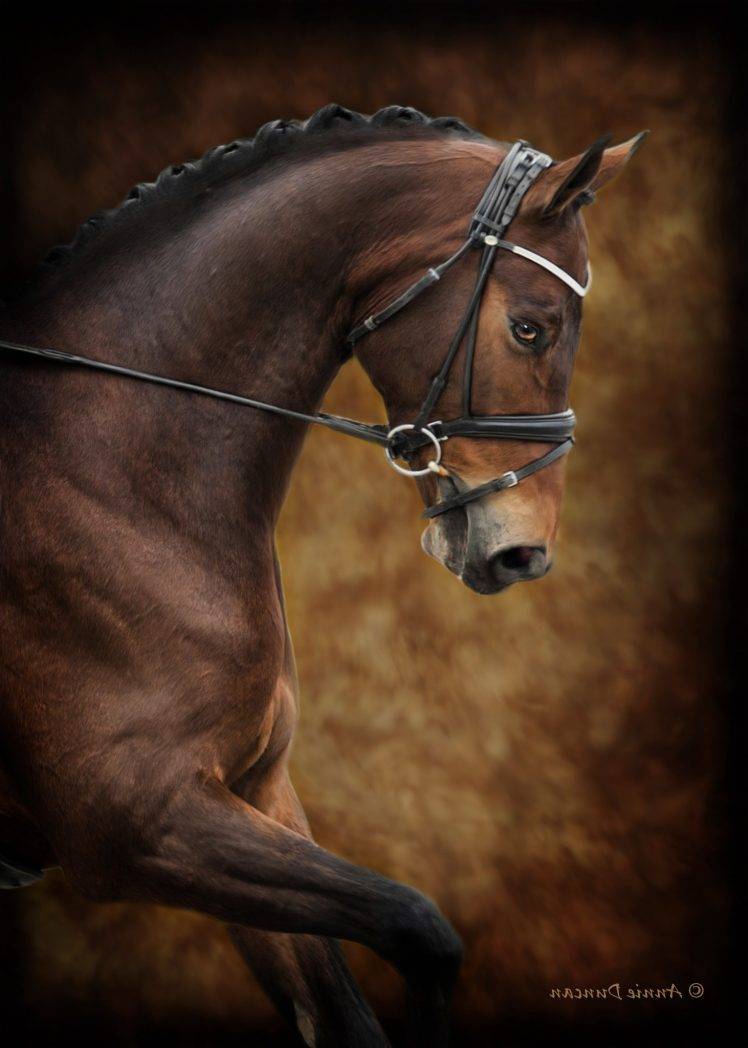 photography, Animals, Horse HD Wallpaper Desktop Background