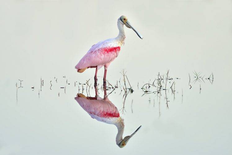photography, Nature, Animals, Birds HD Wallpaper Desktop Background
