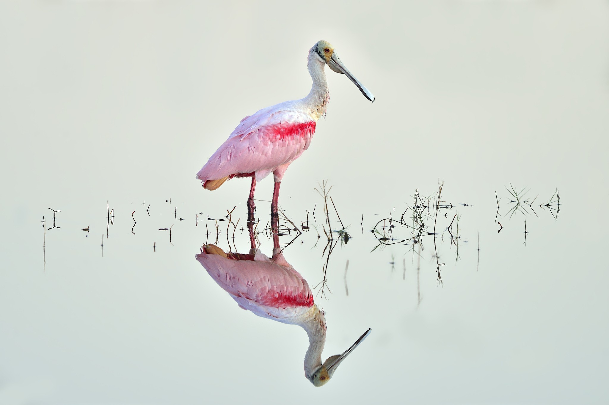 photography, Nature, Animals, Birds Wallpaper