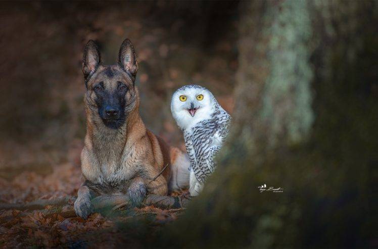 photography, Nature, Animals, Birds, Owl, Dog HD Wallpaper Desktop Background