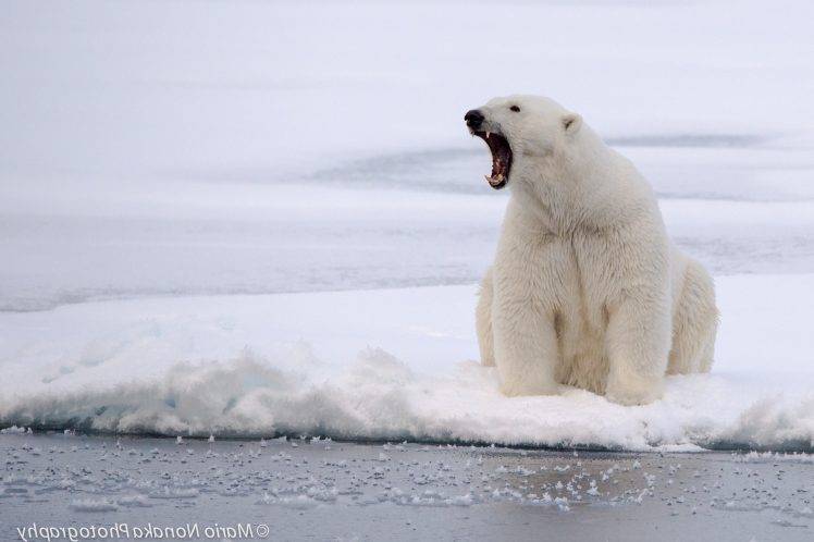 photography, Animals, Polar Bears HD Wallpaper Desktop Background