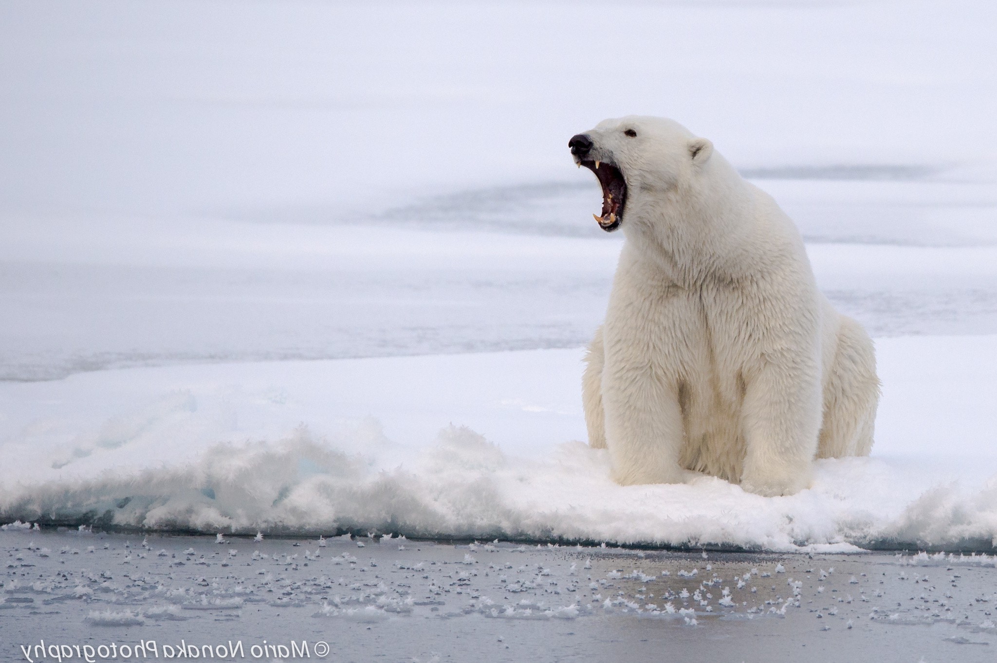 photography, Animals, Polar Bears Wallpaper