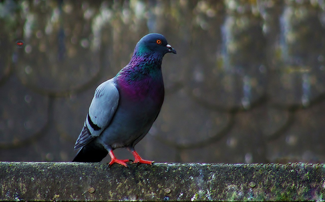 photography, Nature, Animals, Birds Wallpaper