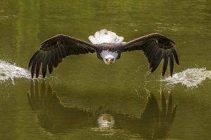 photography, Nature, Animals, Birds, Eagle, Bald Eagle