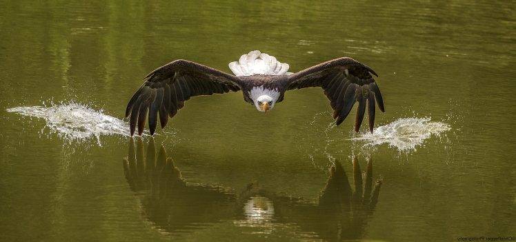 photography, Nature, Animals, Birds, Eagle, Bald Eagle HD Wallpaper Desktop Background