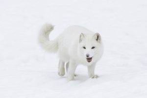 photography, Nature, Animals, Arctic Fox