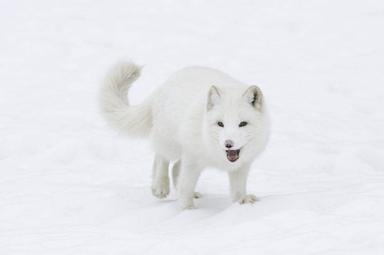 photography, Nature, Animals, Arctic Fox HD Wallpaper Desktop Background