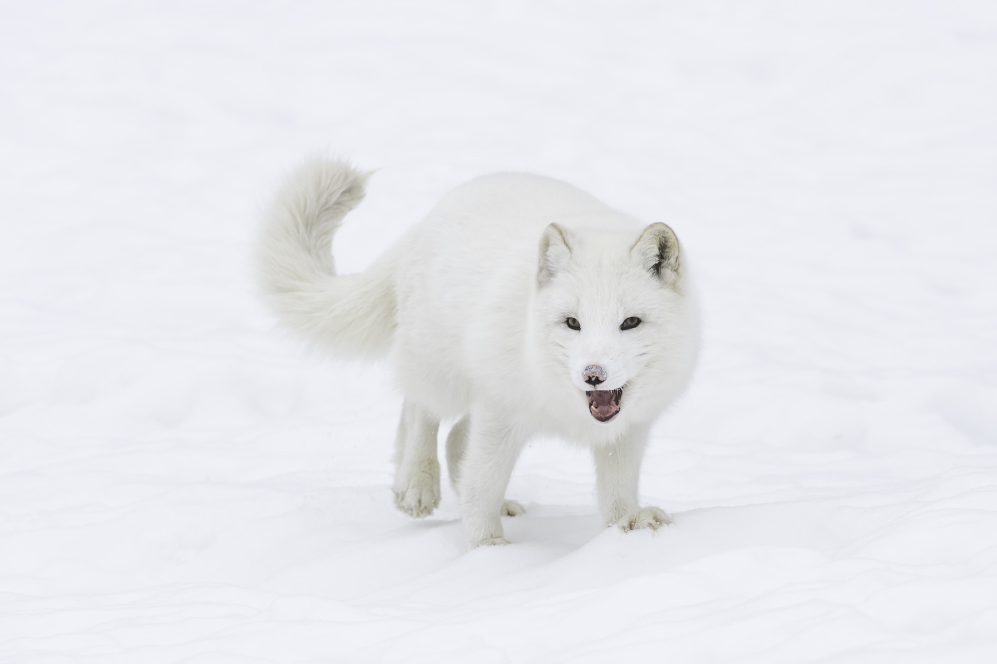 photography, Nature, Animals, Arctic Fox Wallpaper