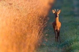 photography, Nature, Animals, Deer