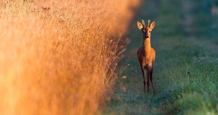 photography, Nature, Animals, Deer HD Wallpaper Desktop Background