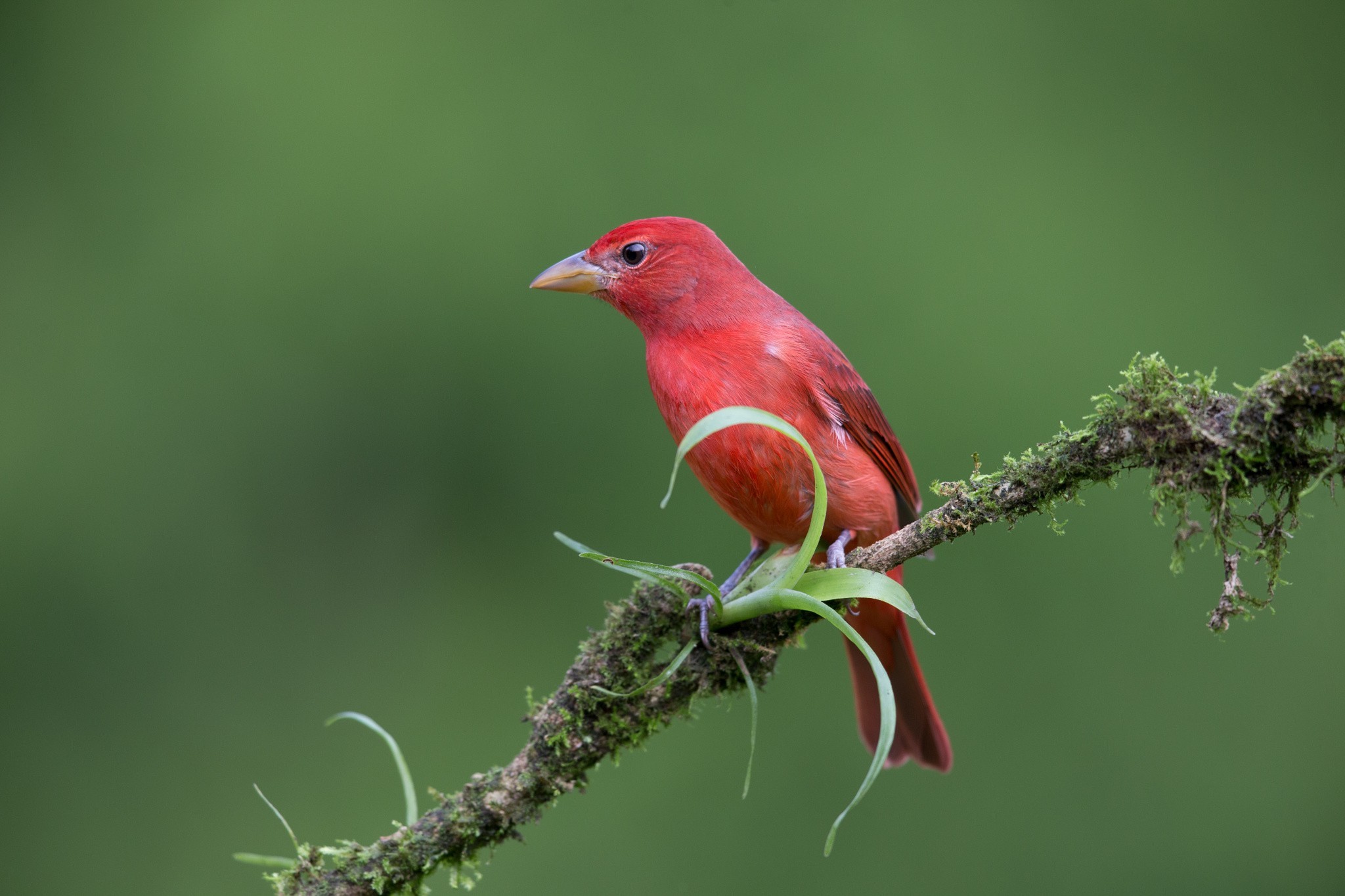 photography, Nature, Animals, Birds Wallpaper
