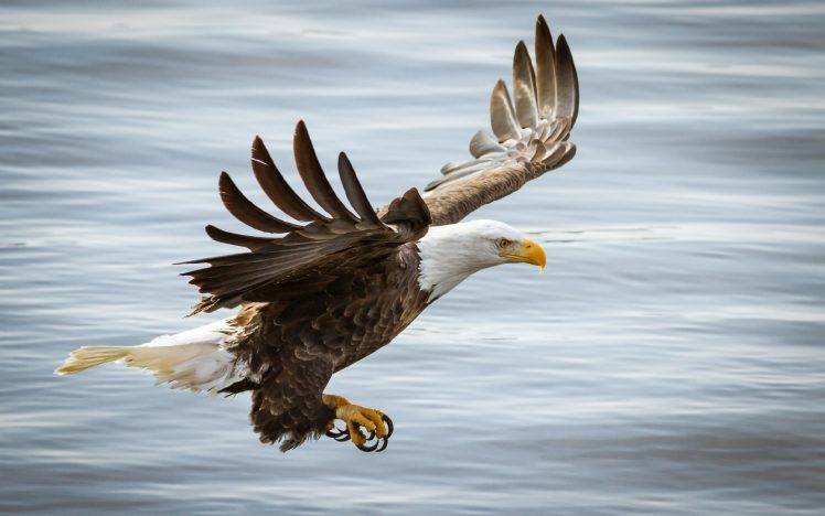 animals, Birds, Eagle, Bald Eagle HD Wallpaper Desktop Background