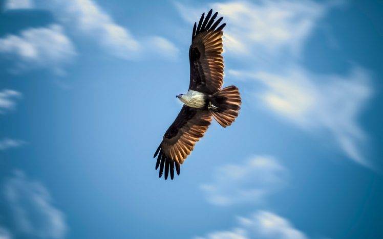 animals, Birds, Bald Eagle HD Wallpaper Desktop Background