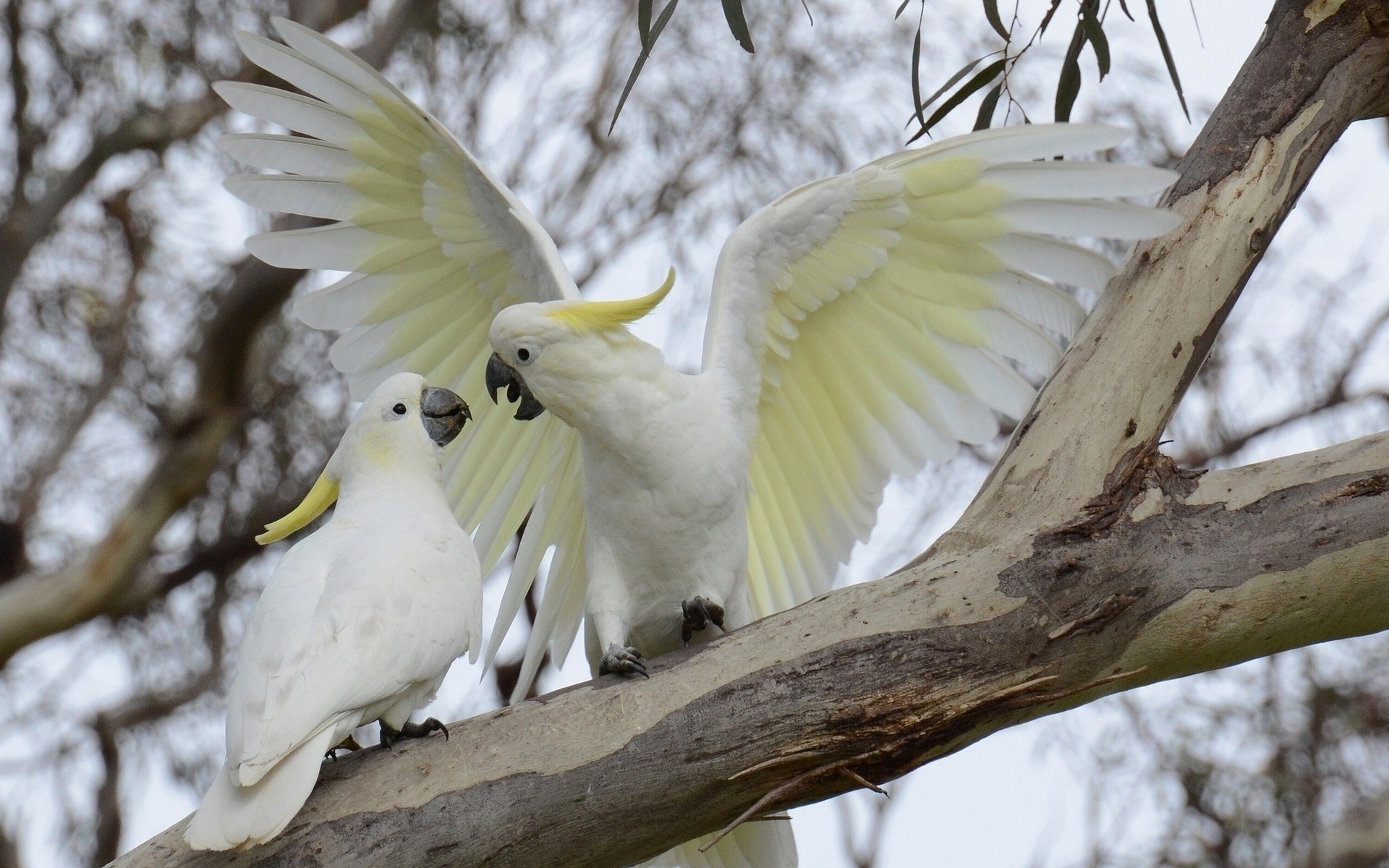 animals, Birds Wallpaper