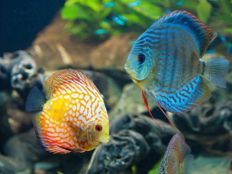 animals, Fish, Discus Fish HD Wallpaper Desktop Background