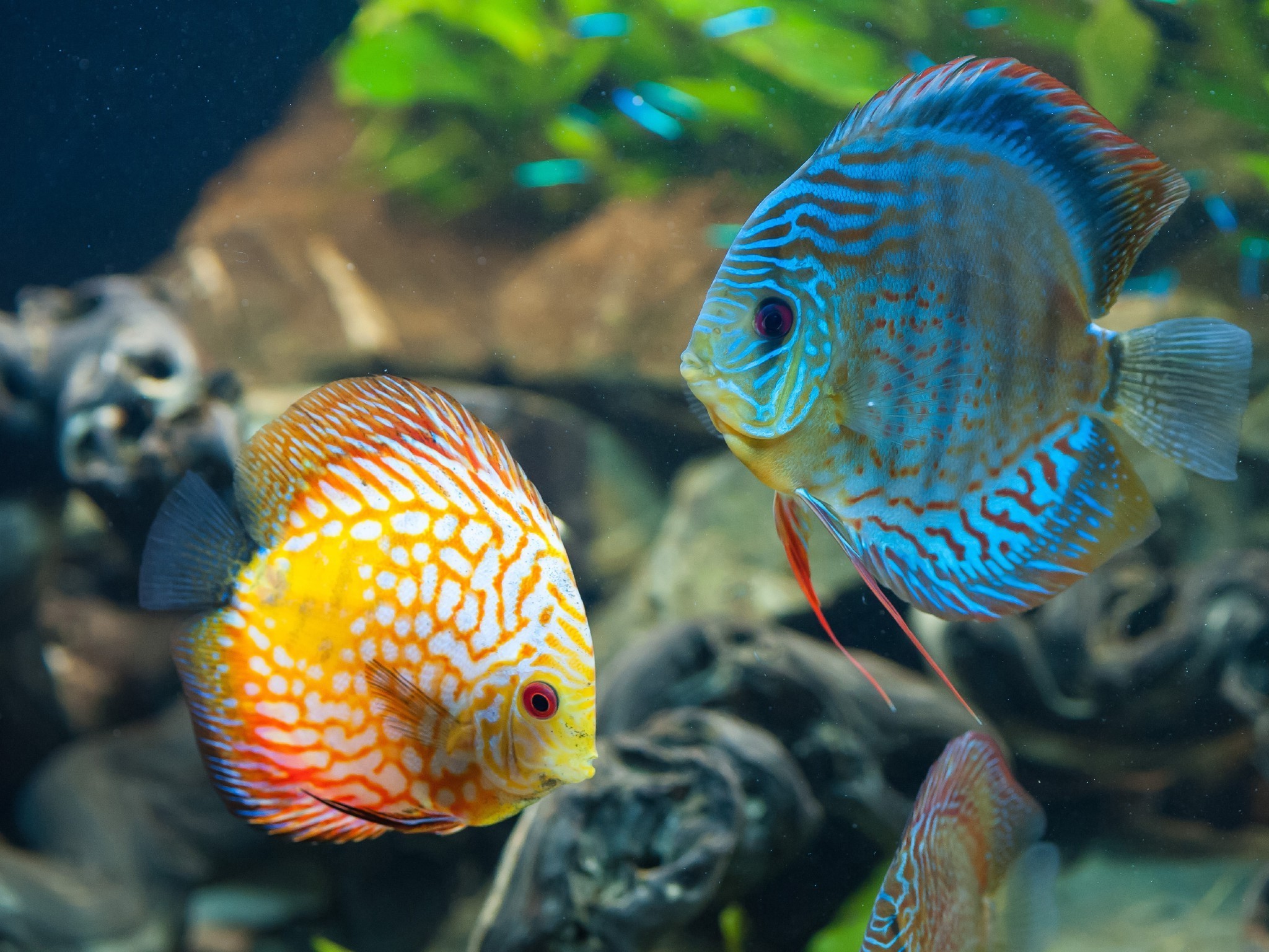 animals-fish-discus-fish-wallpapers-hd-desktop-and-mobile-backgrounds