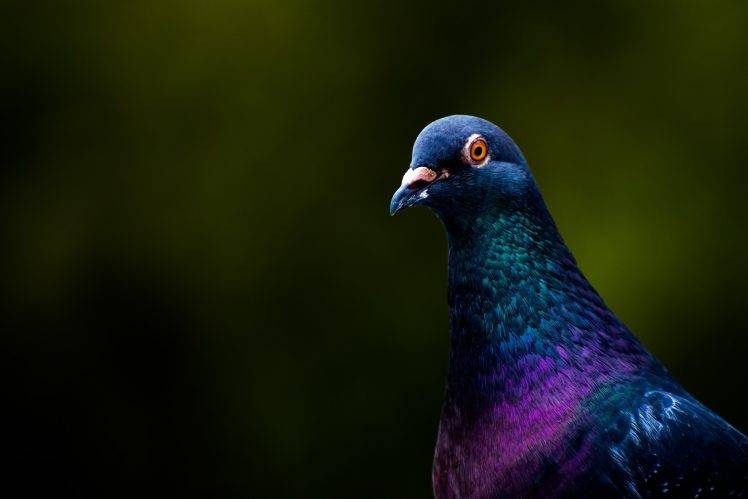 photography, Animals, Birds, Doves HD Wallpaper Desktop Background