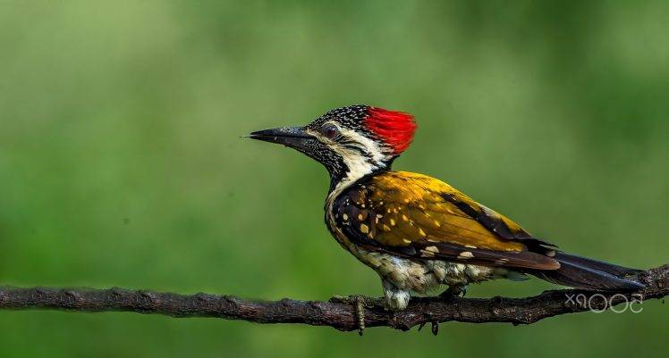 photography, Nature, Animals, Birds, Woodpeckers HD Wallpaper Desktop Background
