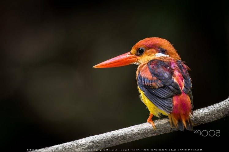 photography, Nature, Animals, Birds, Kingfisher HD Wallpaper Desktop Background
