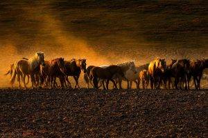 photography, Animals, Horse