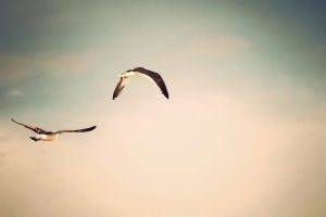 photography, Sky, Birds, Animals