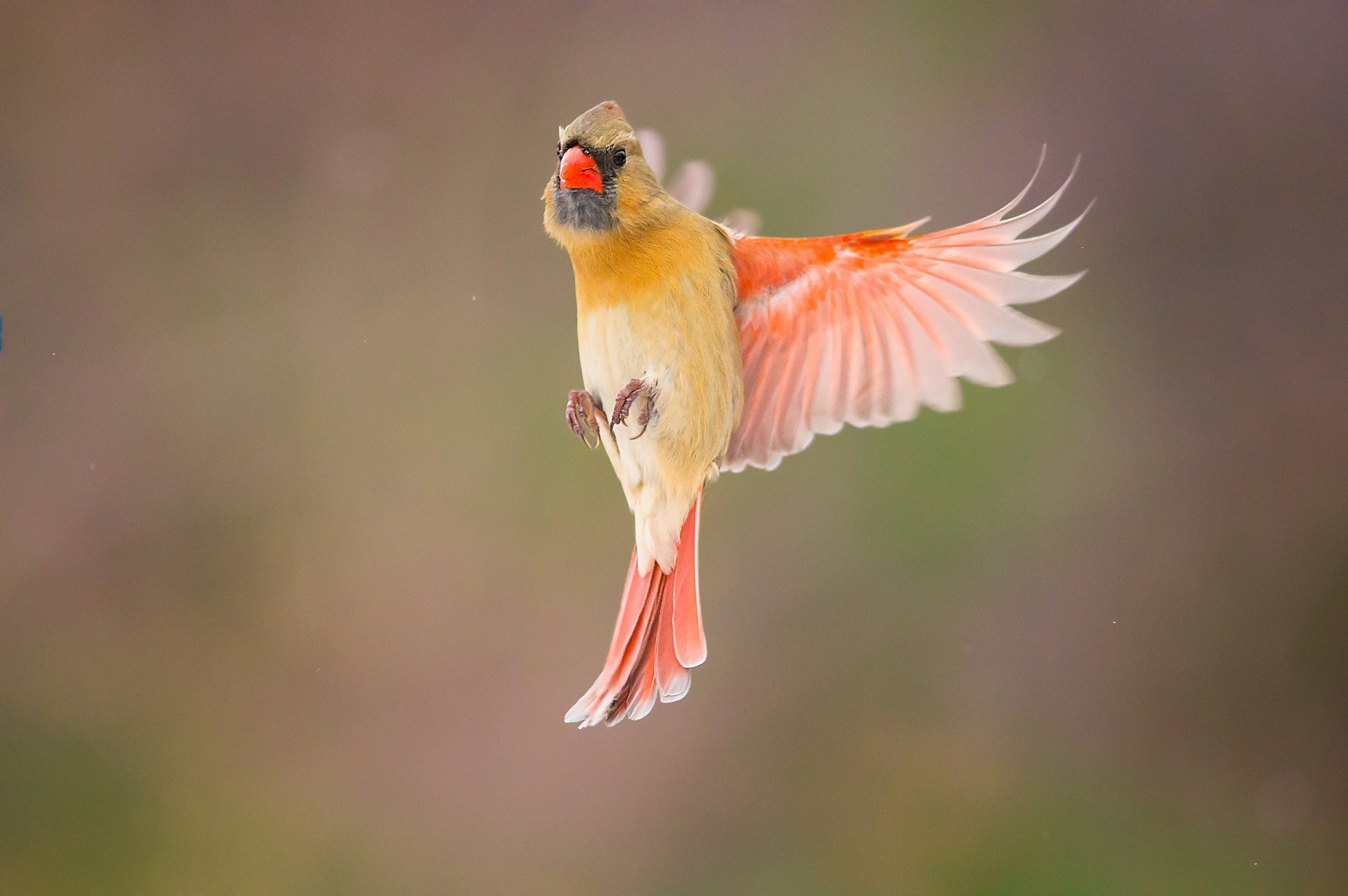 photography, Animals Wallpaper