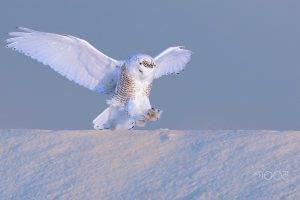 photography, Animals, Birds, Winter, Snow, Owl